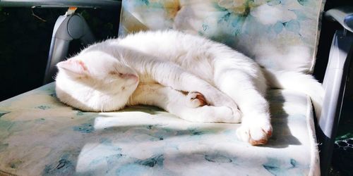 Close-up of cat sleeping