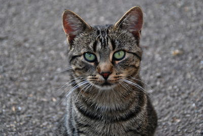 Close-up portrait of tabby cat