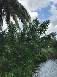 Low angle view of coconut palm trees against sky
