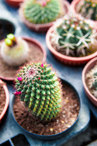 High angle view of succulent plant on table