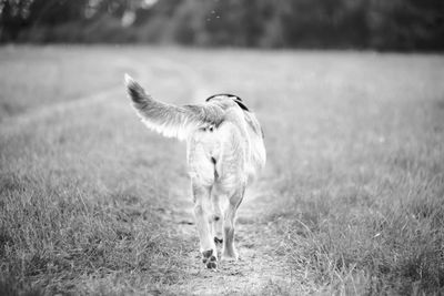 Horse standing in field