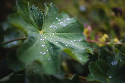 Close-up of wet plant leaves