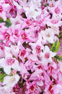 Close-up of pink flowers