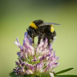 Close-up of bee pollinating on flower