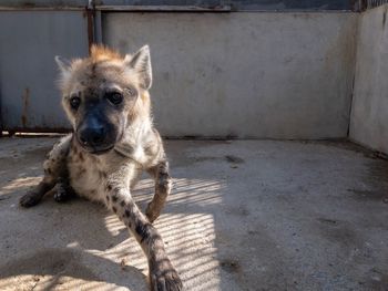 Portrait of dog on floor