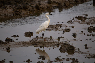 Birds perching on rock in lake