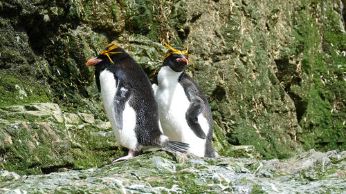 Two macaroni penguins on rocks