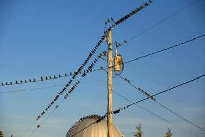 Starlings getting to migrate.