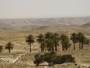 Palm trees on mountain against sky