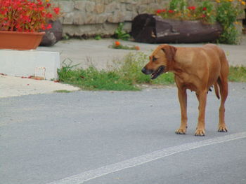 Dog on road