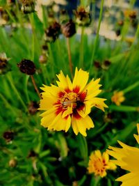 Close-up of insect on yellow flowering plant