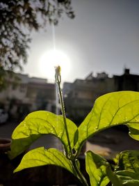 Close-up of yellow flowering plant against sky