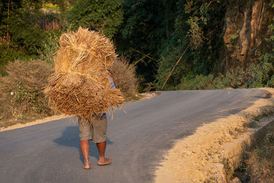 Rear view of manual worker holding haystack while walking on road at village