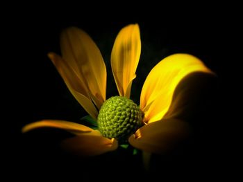 Close-up of yellow flower blooming against black background