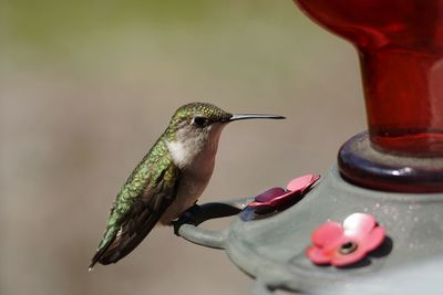 Close-up of hummingbird perching feeder