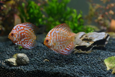 Close-up of fish swimming in sea