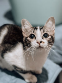 Close-up portrait of cat