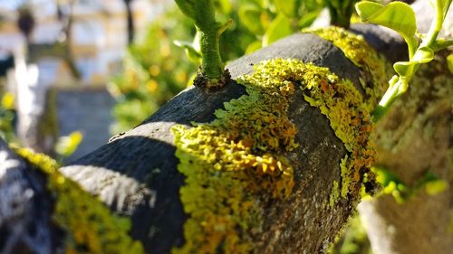 Close-up of lizard on tree trunk