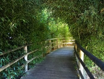 Footbridge amidst trees