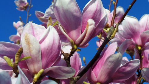 Close-up of pink flowers