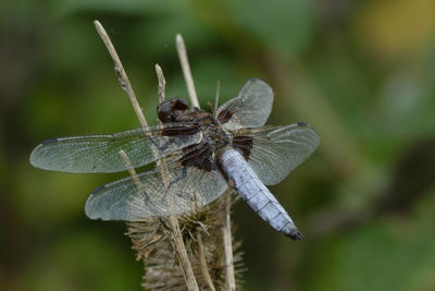 Close-up of dragonfly on wilted plant