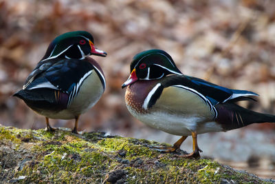 Close-up of two ducks