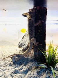 Close-up of lizard on wooden post at beach