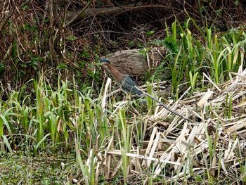 High angle view of bird perching on grass