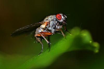 Close-up of insect on leaf