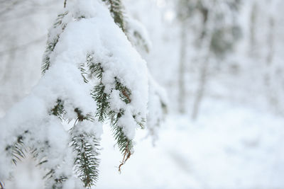 Close-up of snow on tree branch