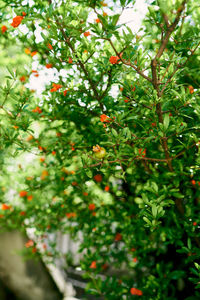 Close-up of fruits growing on tree