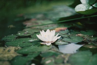 Close-up of lotus water lily in pond
