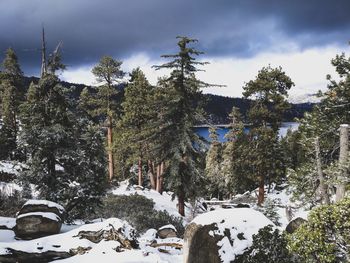 Trees on snow covered landscape against sky