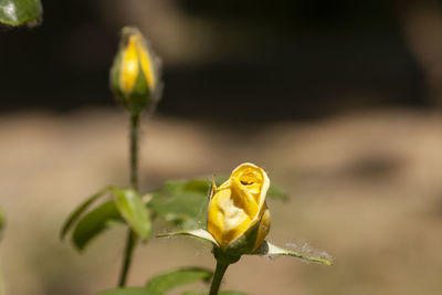 Close-up of yellow rose flower