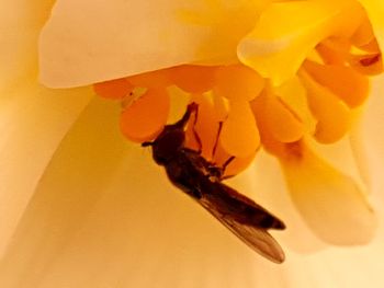 Close-up of insect on flower