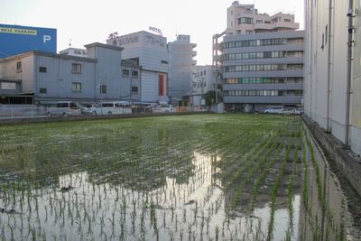 Buildings in city