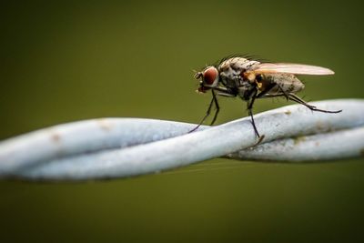 Close-up of insect perching on leaf