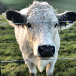 Close-up portrait of cow