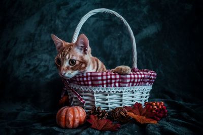 Portrait of kitten in basket