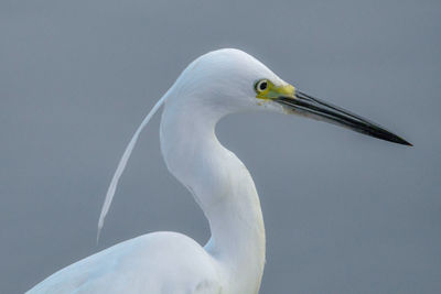 Close-up of a bird