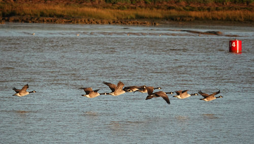 Canada geese flying over water 