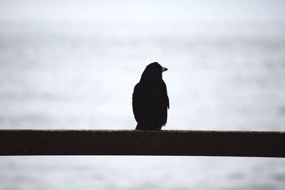 Close-up of silhouette bird perching against sky