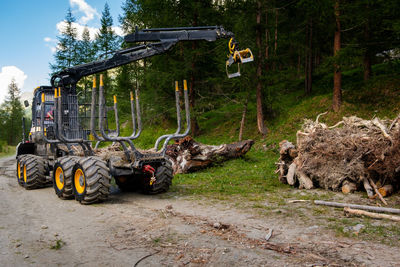 View of horse cart on street amidst trees in forest