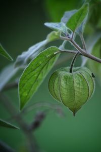 Close-up of plant