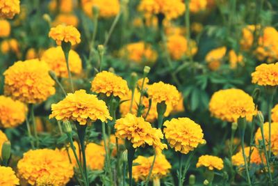 Close-up of yellow flowers blooming outdoors