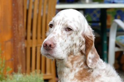 Close-up of a dog looking away