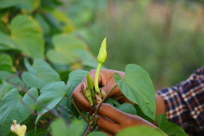 Close-up of hand holding leaves of plant