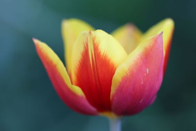 Close-up of red tulip