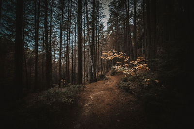 Plants and trees in forest