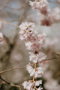 Close-up of white cherry blossom tree